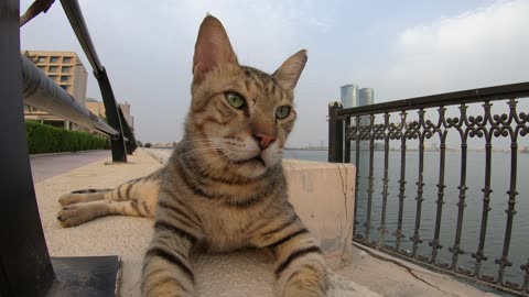 MICHAEL JACKSON - Homeless cat in Ras Al Khaimah, UAE #cat #cats #MichaelJackson #emirates #ae #UAE