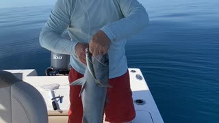 Amberjacks Everywhere, Gulf of Mexico