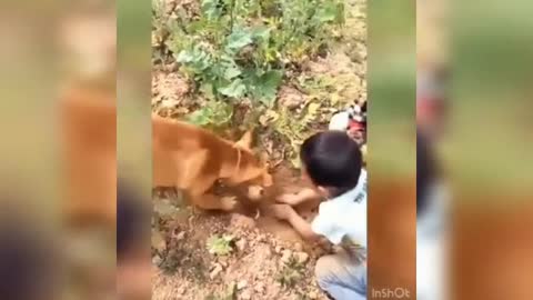 Funny Animals.My doog is very funny animals videos