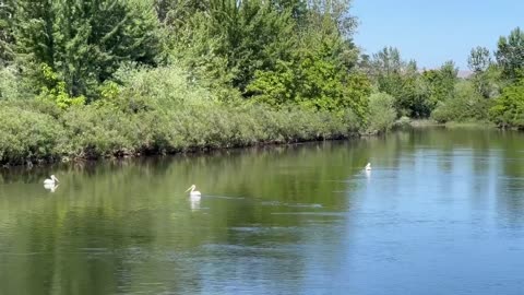 Pelicans on the Payette