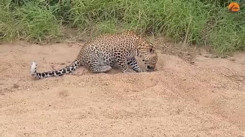 Innocent Baby Bird Walks up to Leopard Crazy Ending