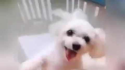 Cute Puppy climbing stairs and dancing