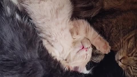 Baby Basil the kitten sleeping