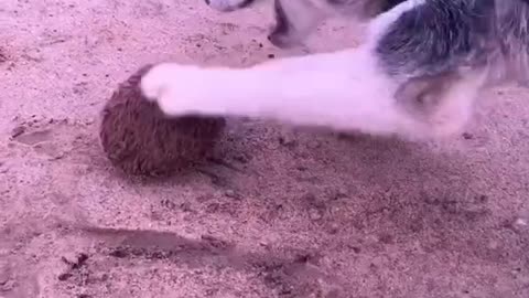 husky playing with hedgehog