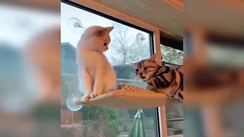 Funny and Cute cat compilation!!!