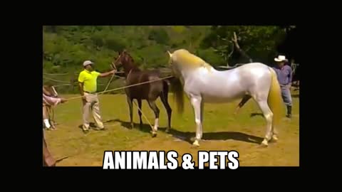 horse animal