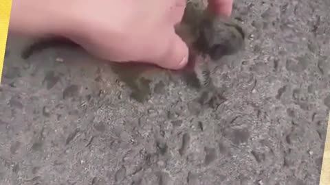 Cute Baby Monkey: Human Touch