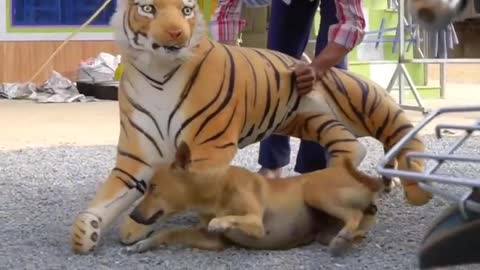 Pranking dogs with big boxes,fake tigers and lions.Fun comedy video to watch