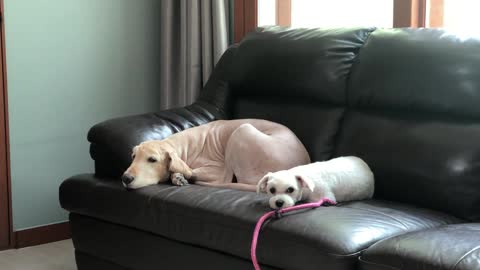 Dogs of the lazy afternoon lie down.