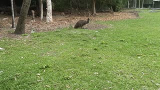 aussie emu from zoo