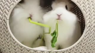 Two Rabbits Eat Food Very Fast.