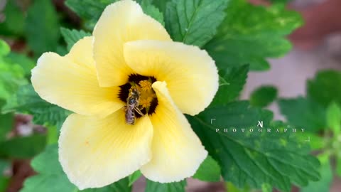 Bee on Flower | Amazing Videos | Tiny world ( Nature )