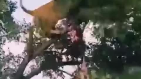 lion and leopard falling from a tree fighting