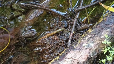 Tarahumara Frog