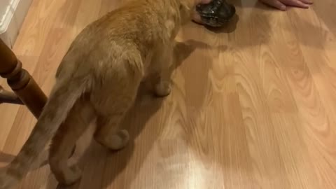 Keanu the Cat meet Rosie the turtle