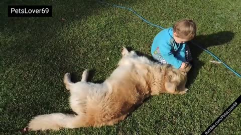 Golden Retriever Puppy and Baby Play Adorably