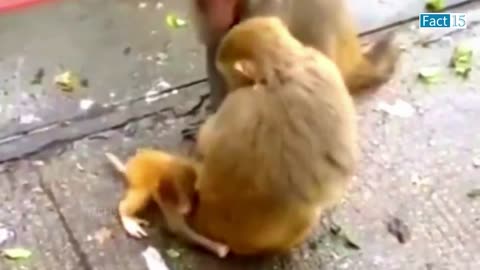 इन जानवरों से पंगा न बाबा ना 😁🤣......funny animal video 🤣