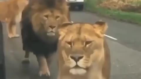 Largest lion blocked road lion roar in jungle video | itzkingmaker