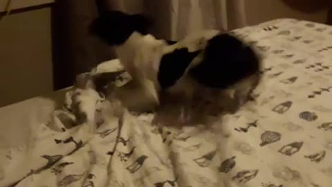Dog runs around bed