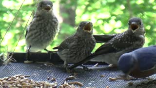 Blue Bird Babies Feeding