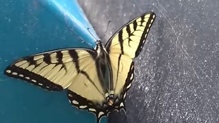 Eastern Tiger Swallowtail