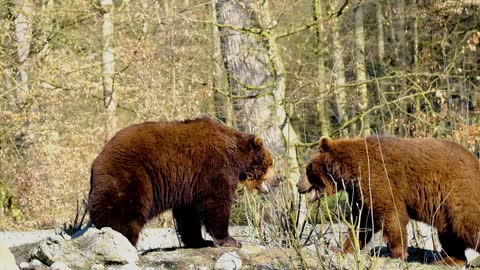 Bear brown bear battle to play Animal big