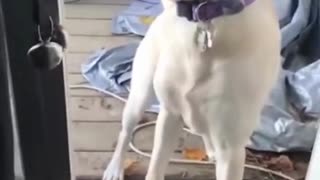 Funny dog video 🤣.