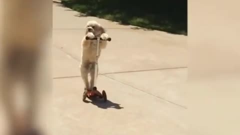 Solo dog riding on scooter