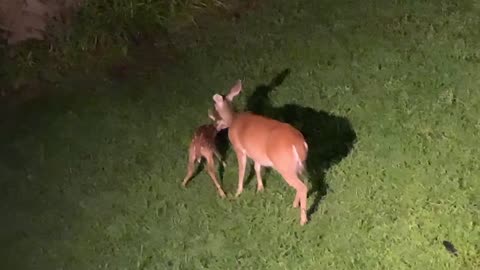 🦌 Meet Pinky and her two week old fawn Suzie 🦌 NW NC High country God’s country 🦌