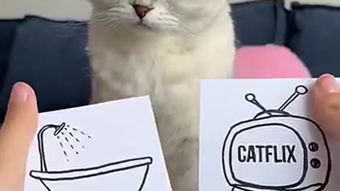 Cat guessing