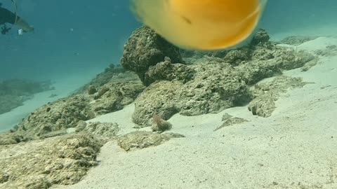 Diver Cracks Open Chicken Egg Underwater