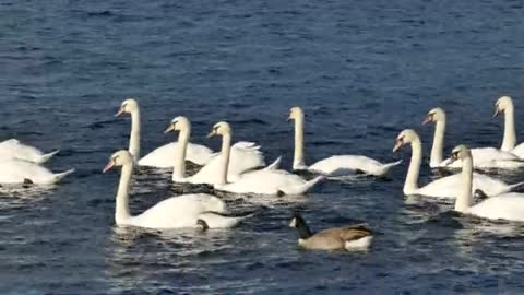 Beautiful white swans in a breath taking and relaxing atmosphere