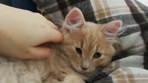 Siberian Cats arriving at their new home. 1.5 years ago - First days with small cats in our place