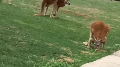 kangaroo eating grass