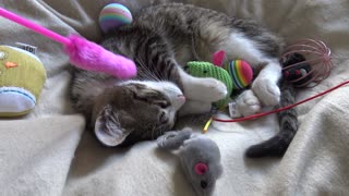 Baby Cat Kisses His Toy Mouse and Sneezes