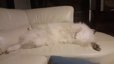 Dreaming Samoyed