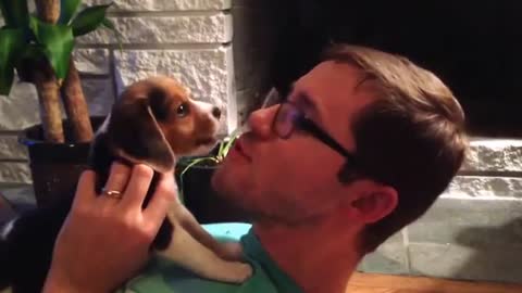 Teaching a beagle how to howl