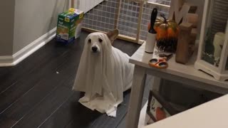 House Haunted by Ghost Doggy
