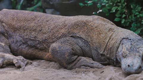 A Big Komodo Dragon Lying in the Sand (4k)