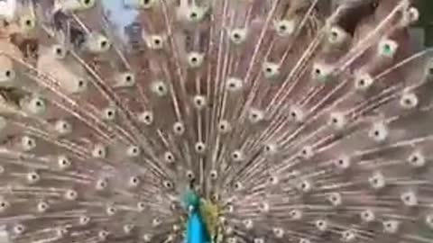 The peacock dance or peaceful Dance:
