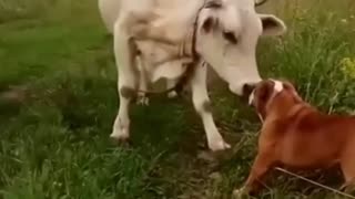 A cow Attacked A Dog Next To it