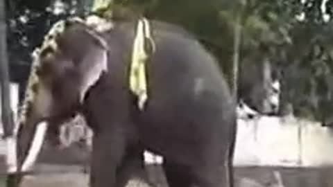 Elephant attack in Kerala India lucky guy escape from Death [SiGator]