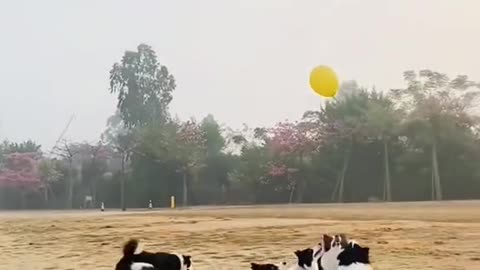 Lovely dogs playing with a ball