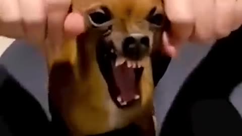 funny dog