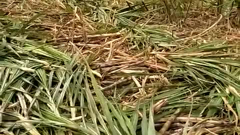 This is how sugarcane is harvested in Vietnam