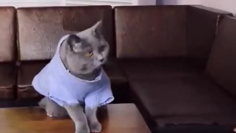 cute funny cat