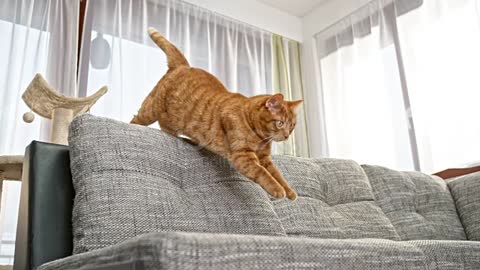 SLO MO LD Red cat jumping from the cat tree onto the sofa.
