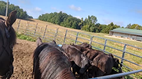 Steele meeting cattle 25 July 2024