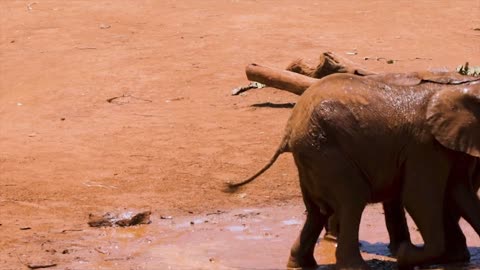 Elephant his so happy