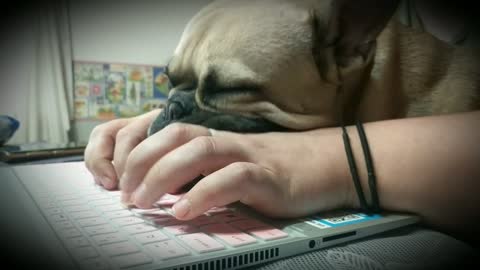 French Bulldog Naps On Keyboard While Owner Does Homework